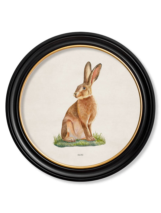 Hare - Round Frame