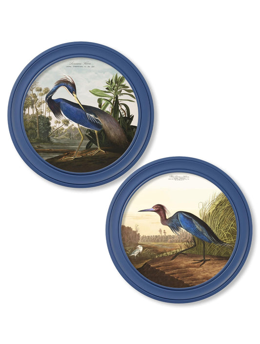 c.1838 Audubon's Louisana Heron in Blue Frame - Blythe Living