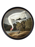 c.1838 Hooping Crane in Round Frame - Blythe Living