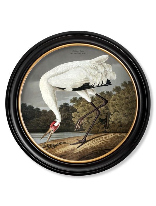 c.1838 Hooping Crane in Round Frame - Blythe Living