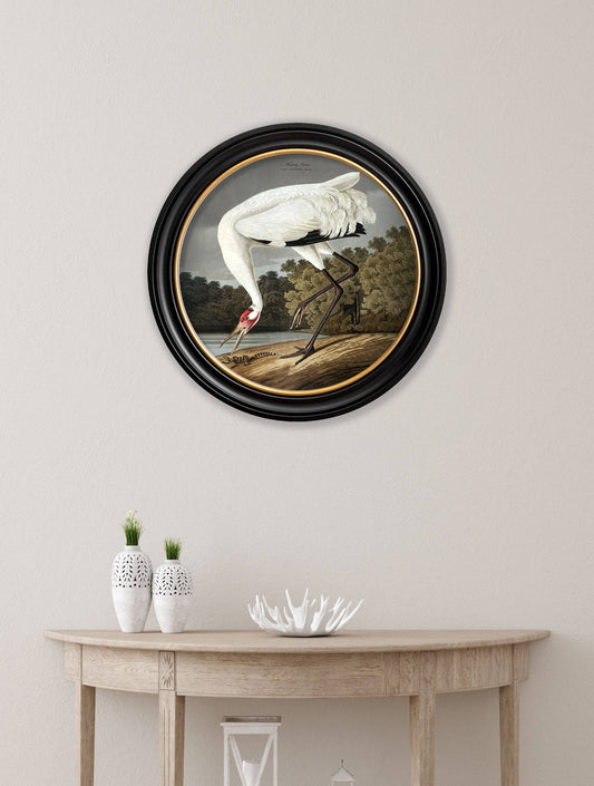 c.1838 Hooping Crane in Round Frame - Blythe Living