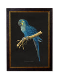 c.1884 Macaws - Dark Background - Blythe Living