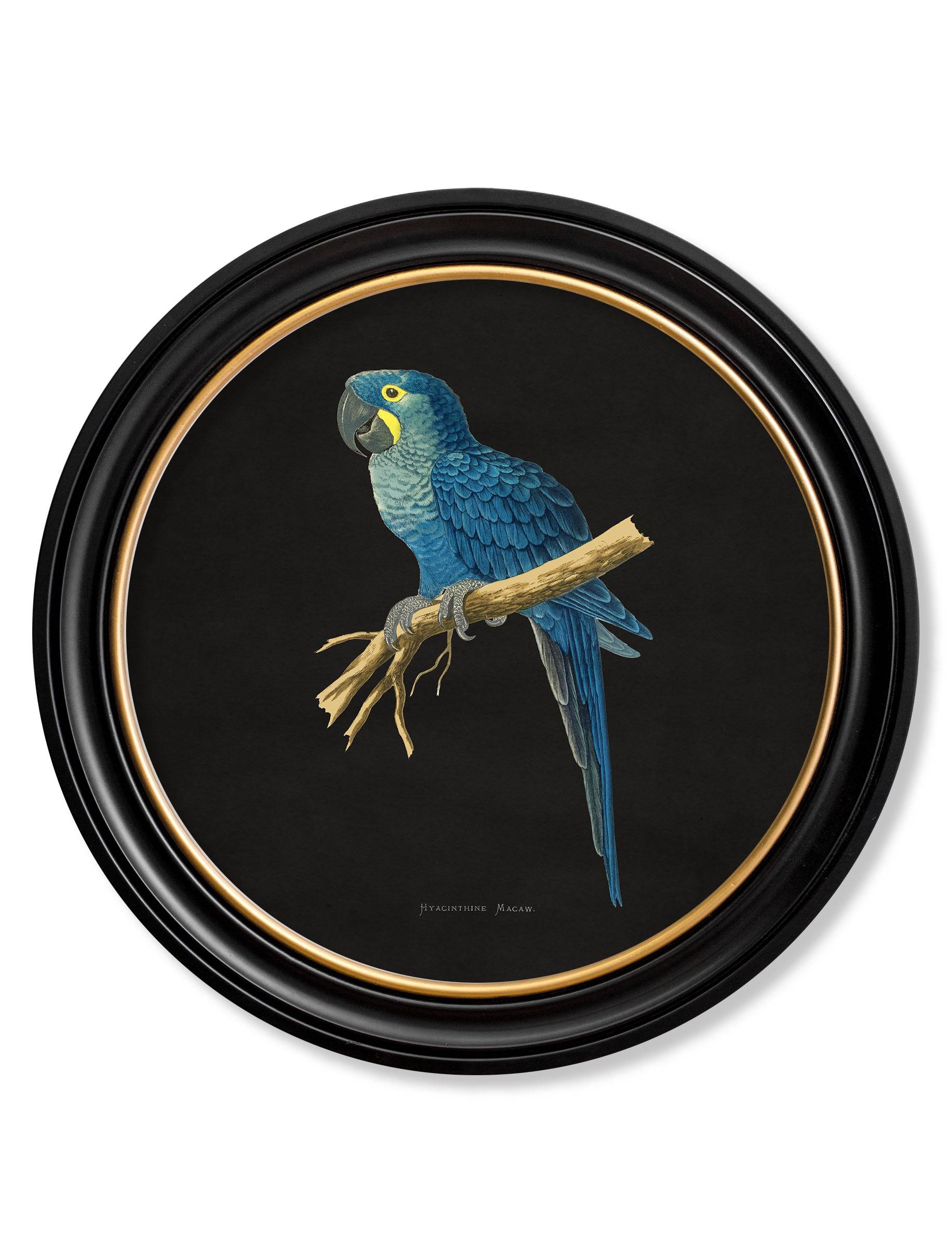 C.1884 Collection of Macaws in Round Frames - Black - Blythe Living