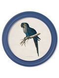 C.1884 Collection of Macaws in Round Frames Blue - Blythe Living