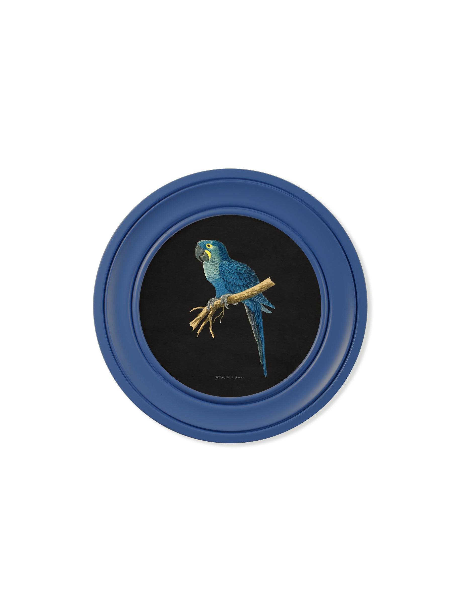 C.1884 Collection of Macaws in Round Frames Blue - Blythe Living