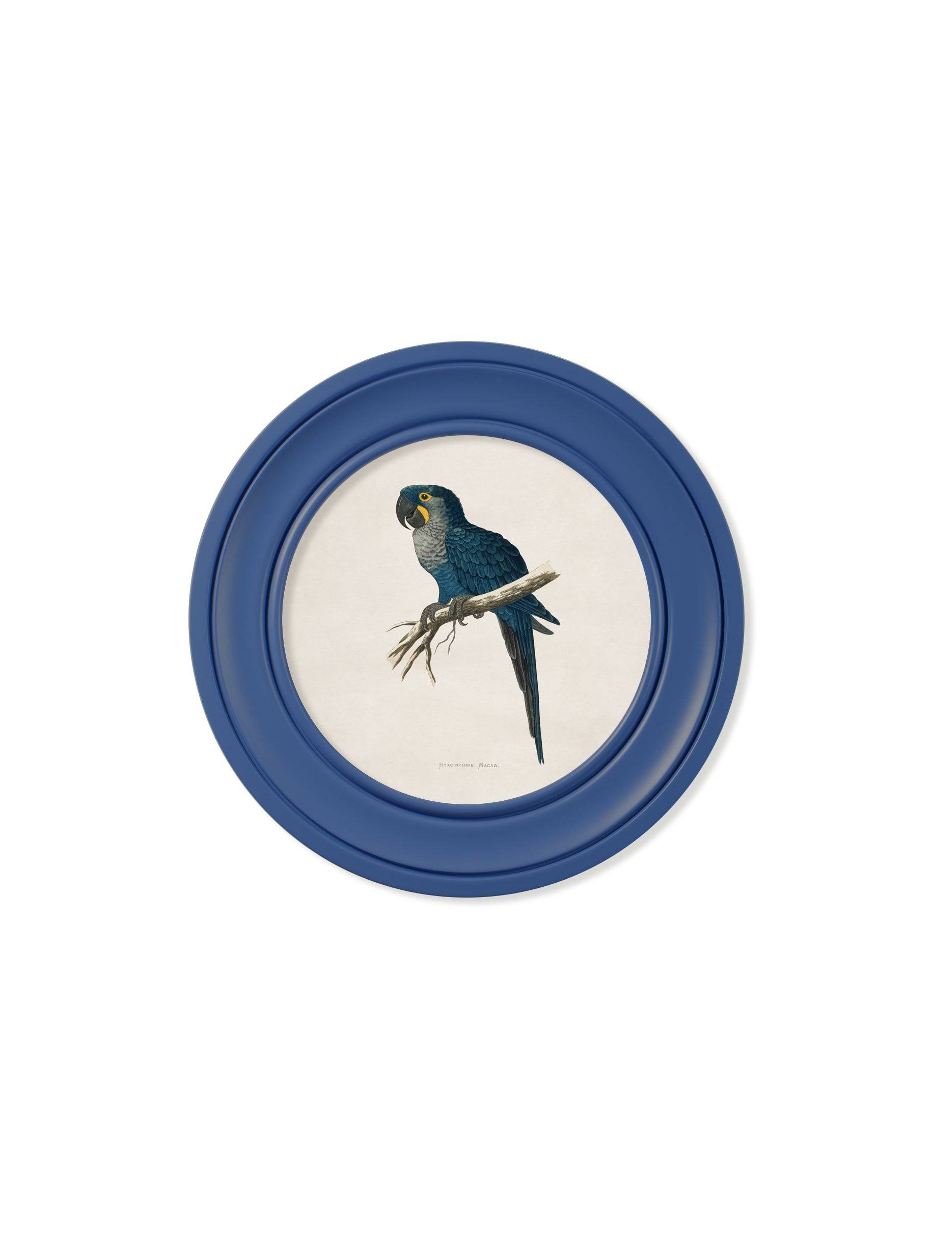 C.1884 Collection of Macaws in Round Frames Blue - Blythe Living