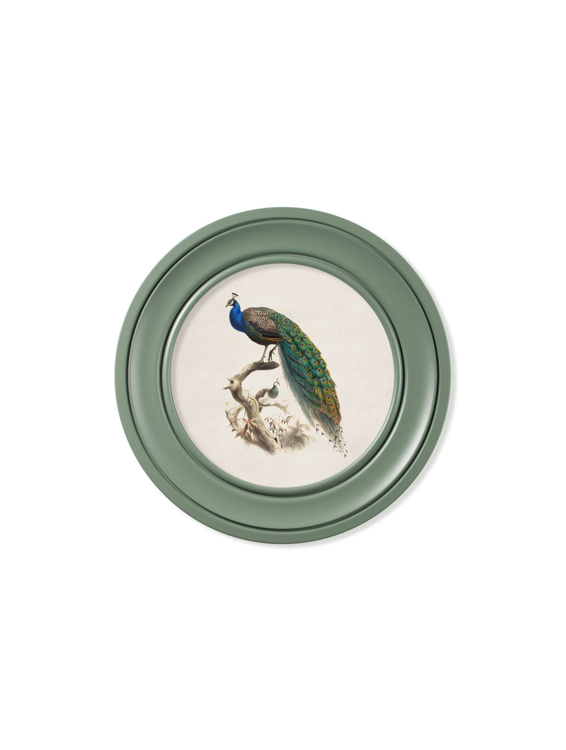 c.1800s Peacock in Green Round Frame - Blythe Living