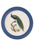 c.1847 Peacocks in Round Frames Light - Blue - Blythe Living