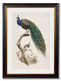 c.1800's Indian Blue Peacock - Blythe Living