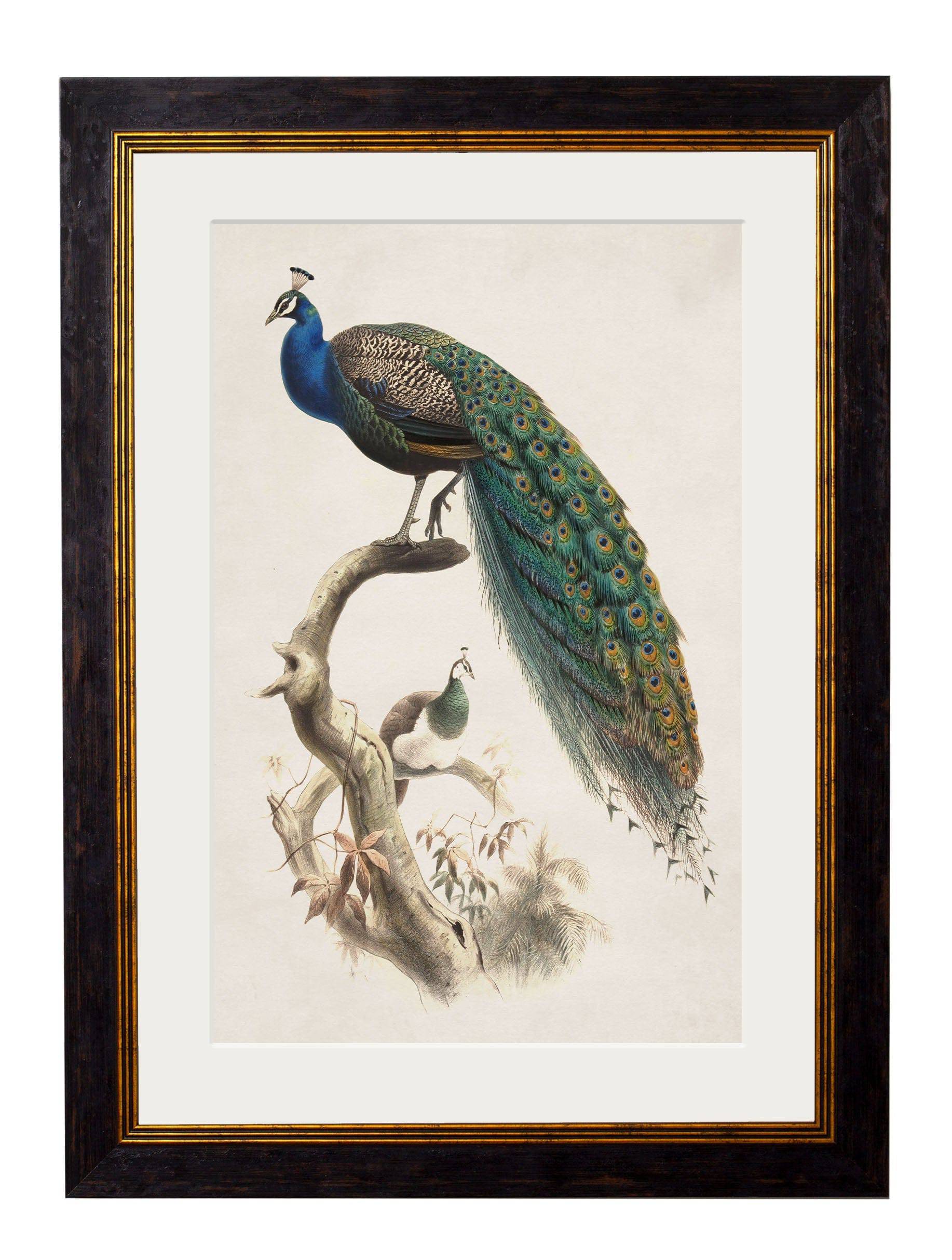 c.1800's Indian Blue Peacock - Blythe Living