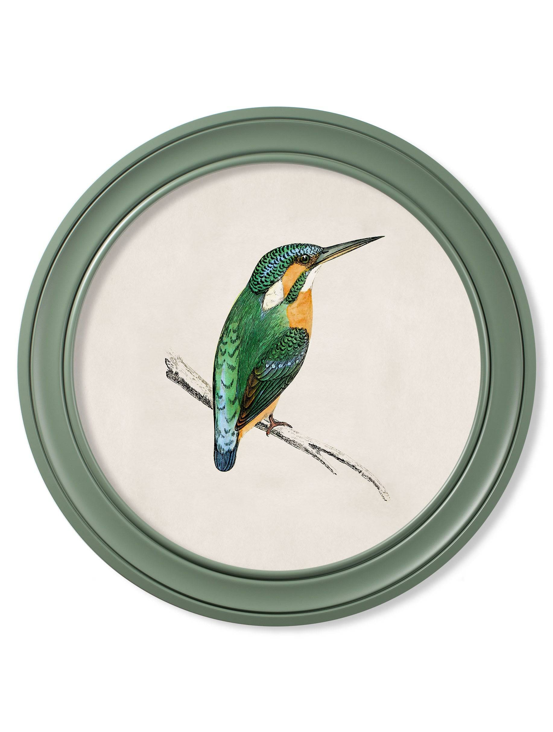 c.1870 Kingfisher and Bee Eater - Round Frame Green - Blythe Living