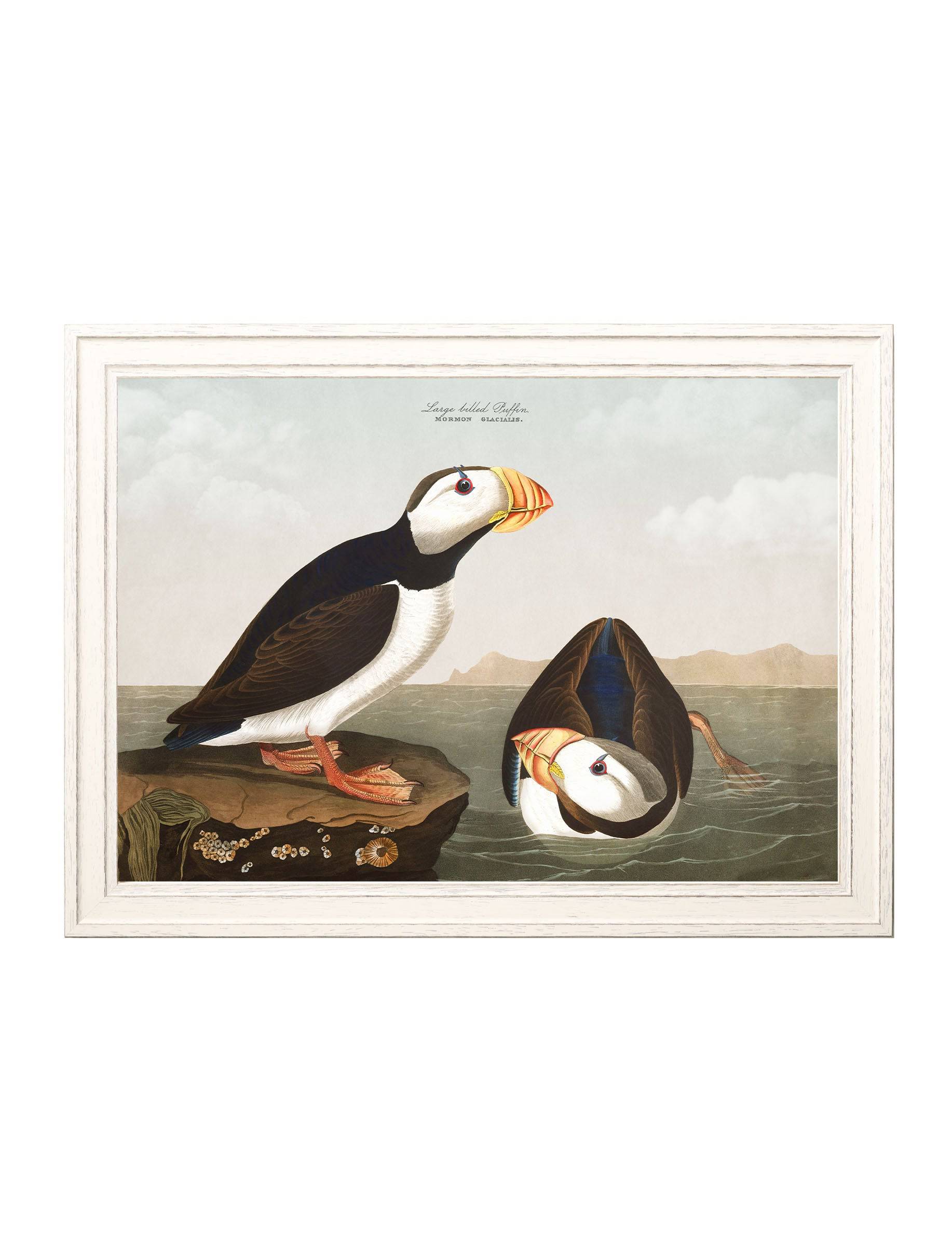 c.1838 Audubon's Puffins - Blythe Living