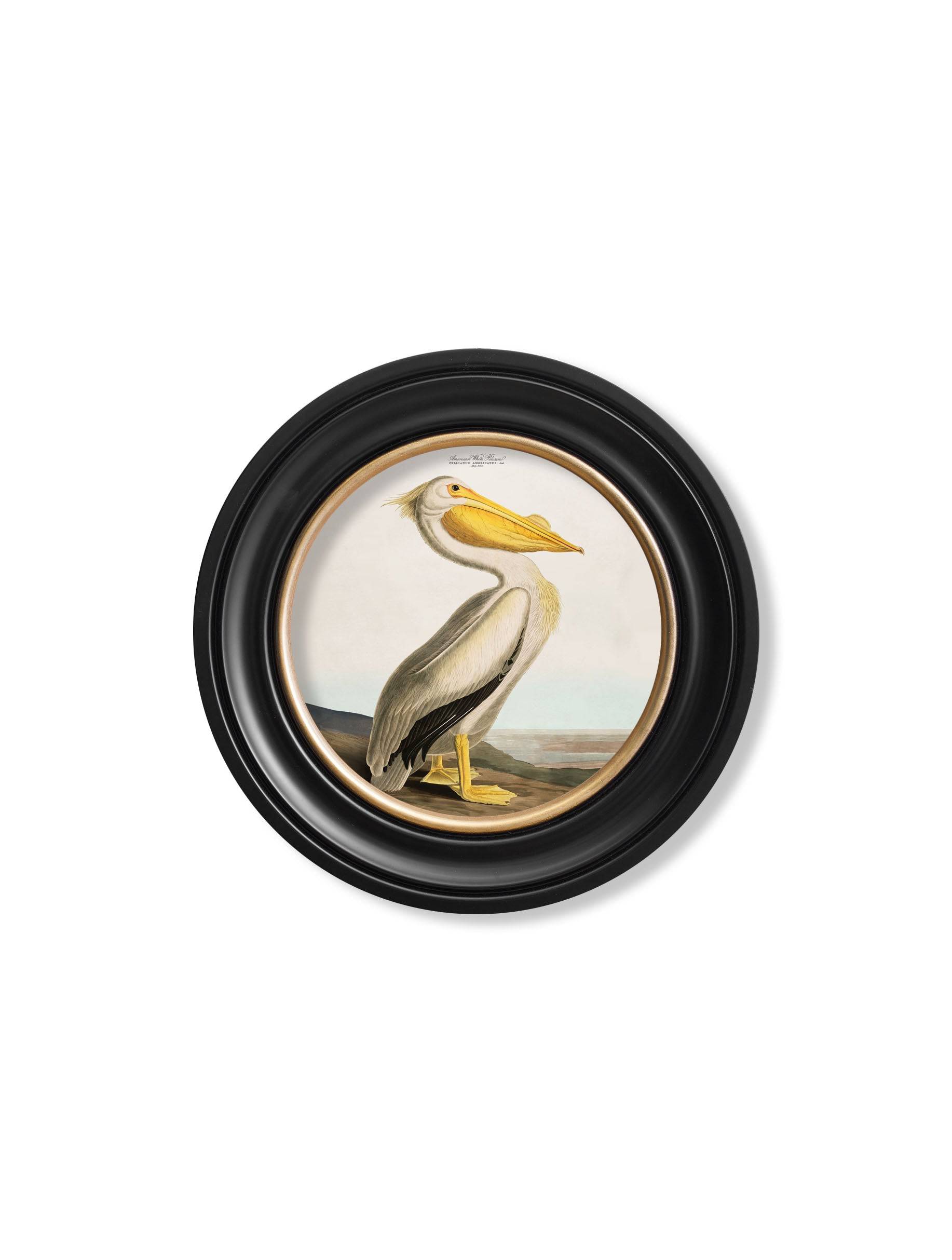 c.1838 Audubon's Pelican - Light - Round Frame - Blythe Living