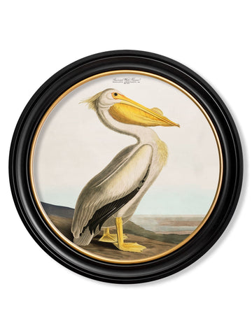 c.1838 Audubon's Pelican - Light - Round Frame - Blythe Living