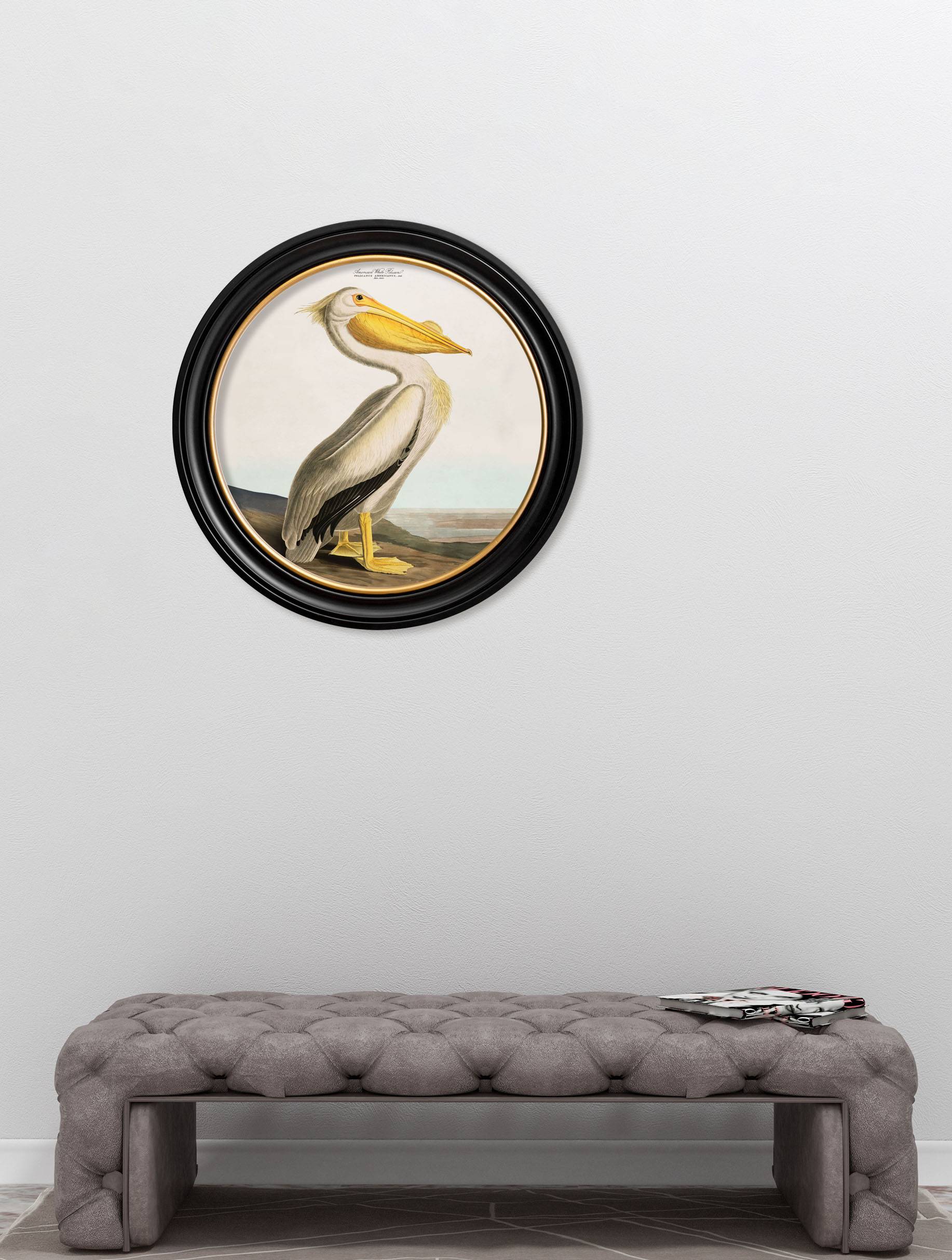 c.1838 Audubon's Pelican - Light - Round Frame - Blythe Living