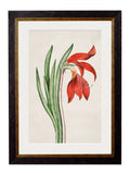 c.1780 Flowering Plants - Blythe Living