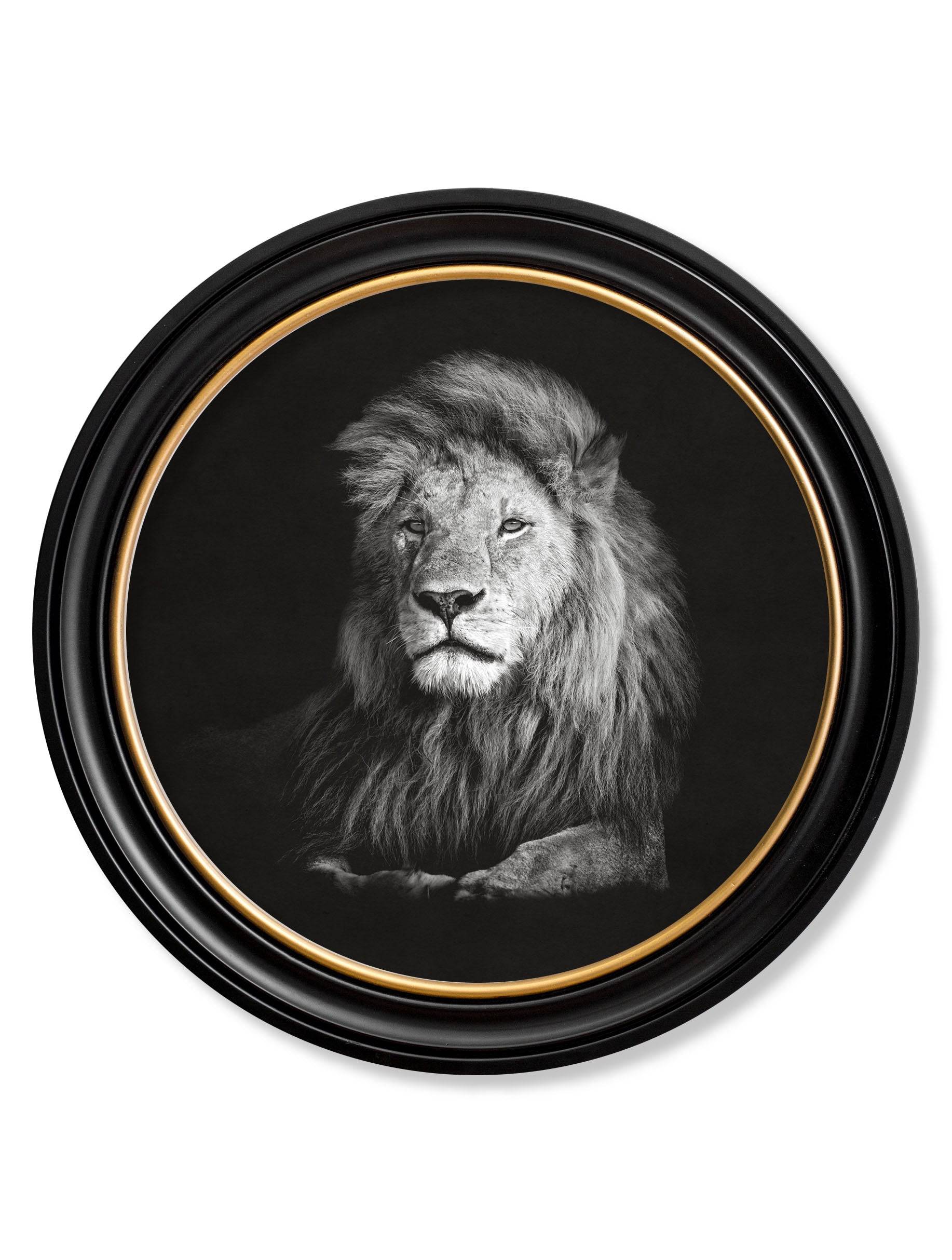 Wildlife Photography - Lion - Round Frame - Blythe Living