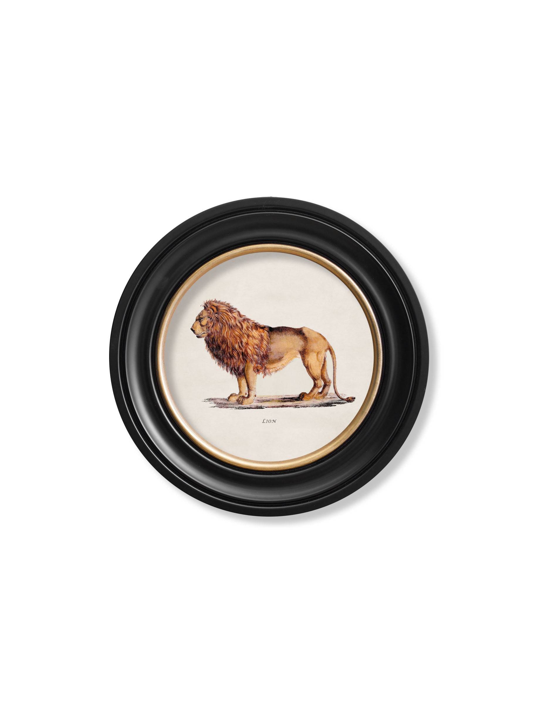 c.1800s Lion & Lioness - Round Frames - Blythe Living