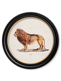 c.1800s Lion & Lioness - Round Frames - Blythe Living