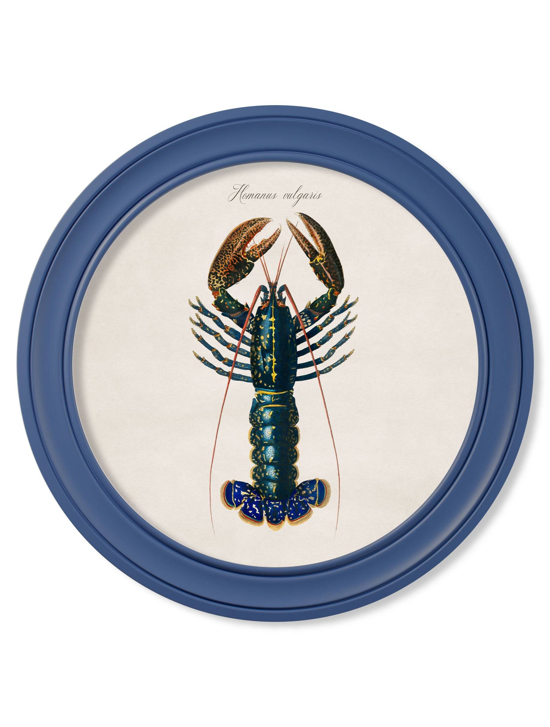 c.1876 Marine Lobster in Round Frames Blue - Blythe Living