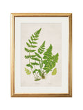 Luxury Collection of 6 Ferns for sale 