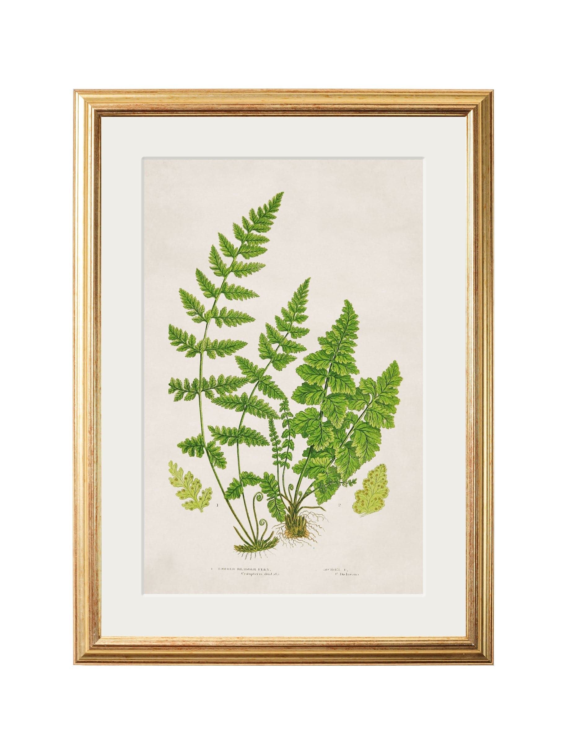 Luxury Collection of 6 Ferns for sale 