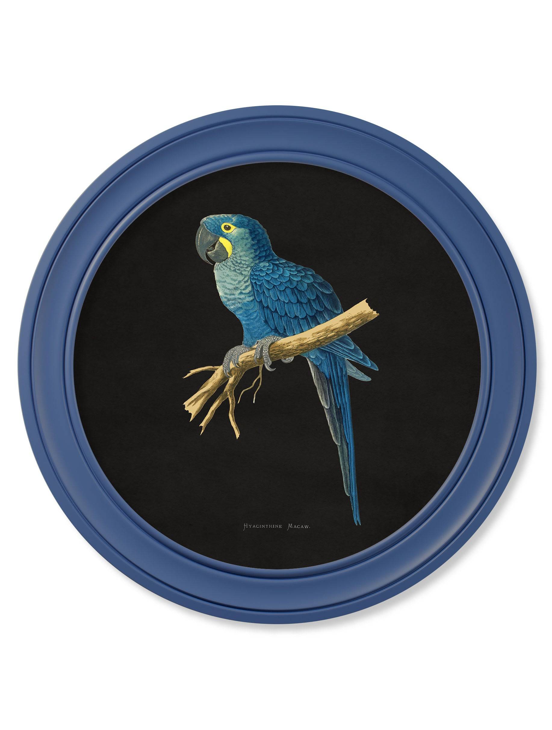 Luxury c.1884 Collection of Macaws in Round Frames Blue decor