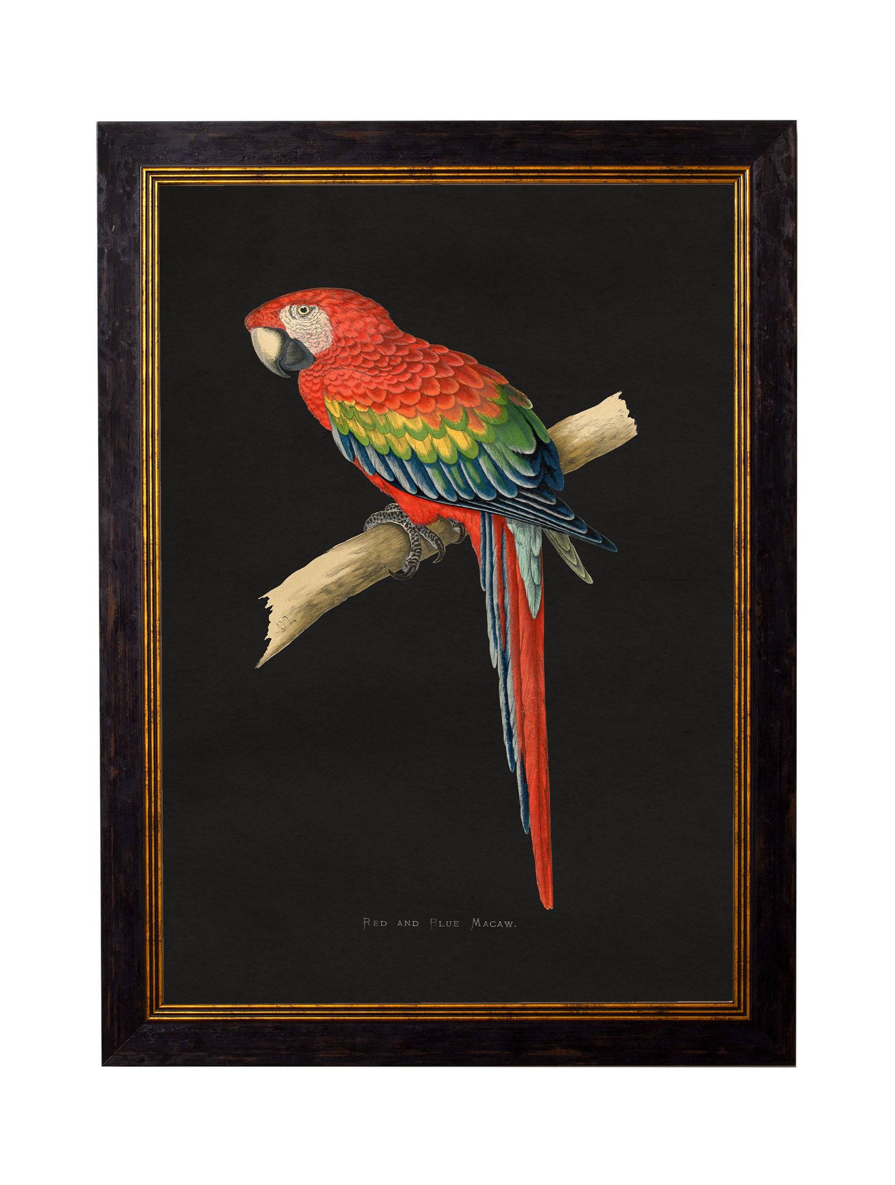 c.1884 Macaws - Dark Background - Blythe Living