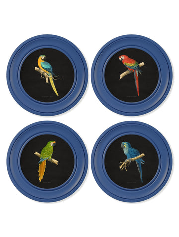 C.1884 Collection of Macaws in Round Frames Blue - Blythe Living