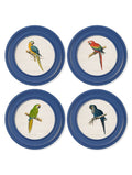 C.1884 Collection of Macaws in Round Frames Blue - Blythe Living