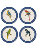 C.1884 Collection of Macaws in Round Frames Blue - Blythe Living