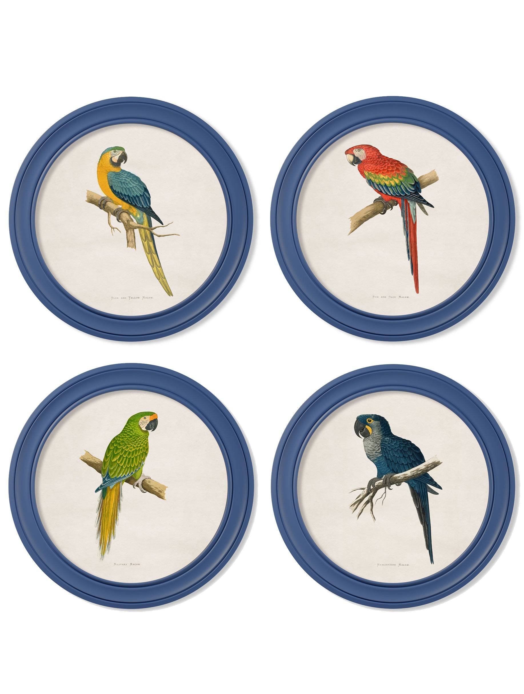 C.1884 Collection of Macaws in Round Frames Blue - Blythe Living