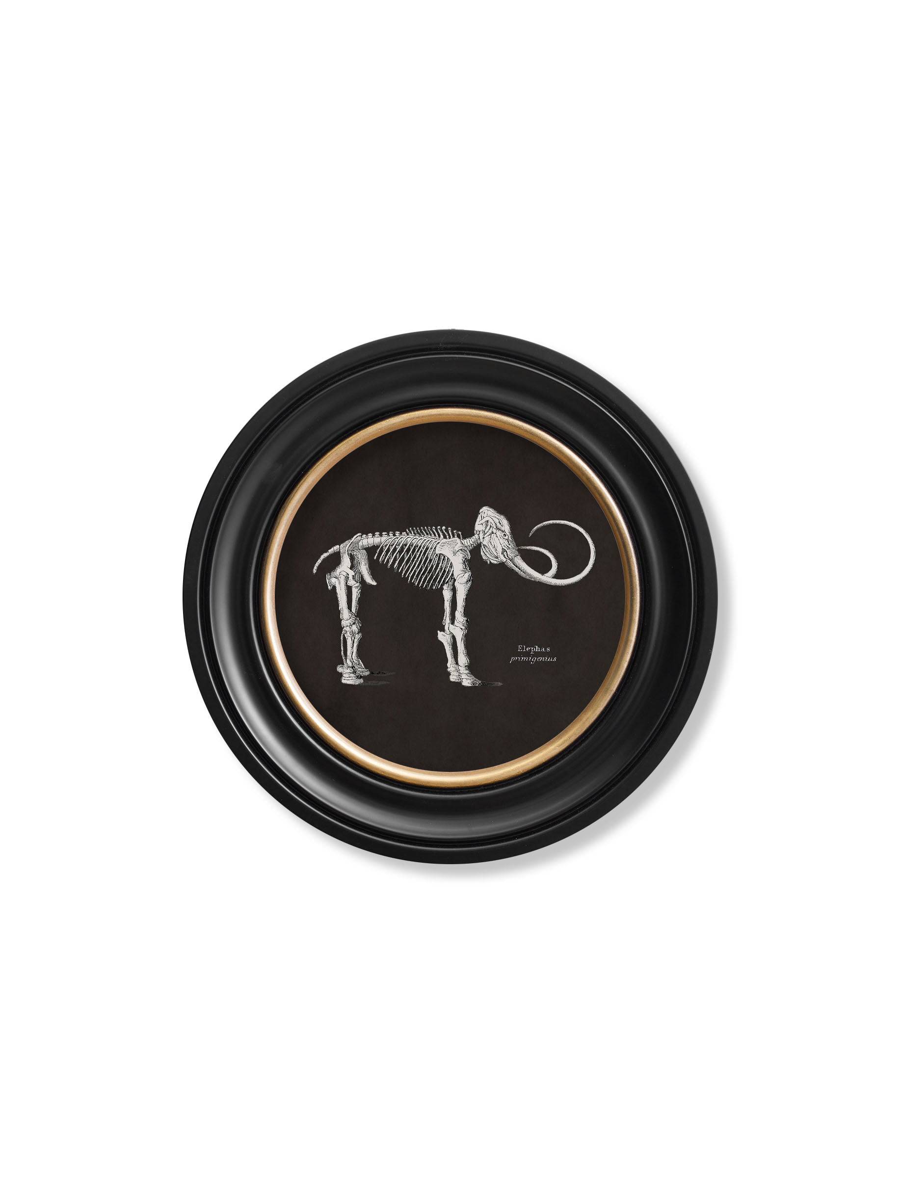 c.1870 Anatomical Skeletons - Dark - Round Frames - Blythe Living