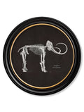 c.1870 Anatomical Skeletons - Dark - Round Frames - Blythe Living