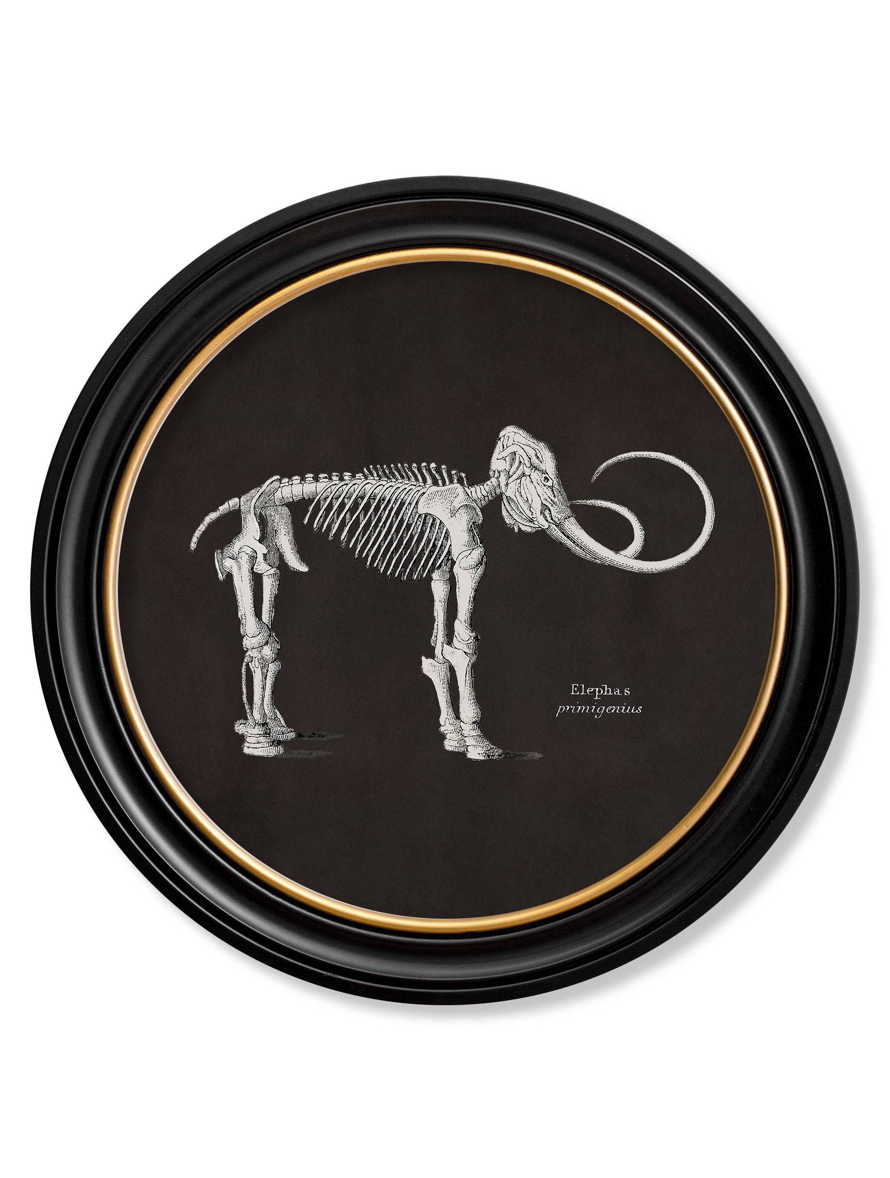 c.1870 Anatomical Skeletons - Dark - Round Frames - Blythe Living