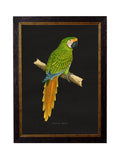 c.1884 Macaws - Dark Background - Blythe Living