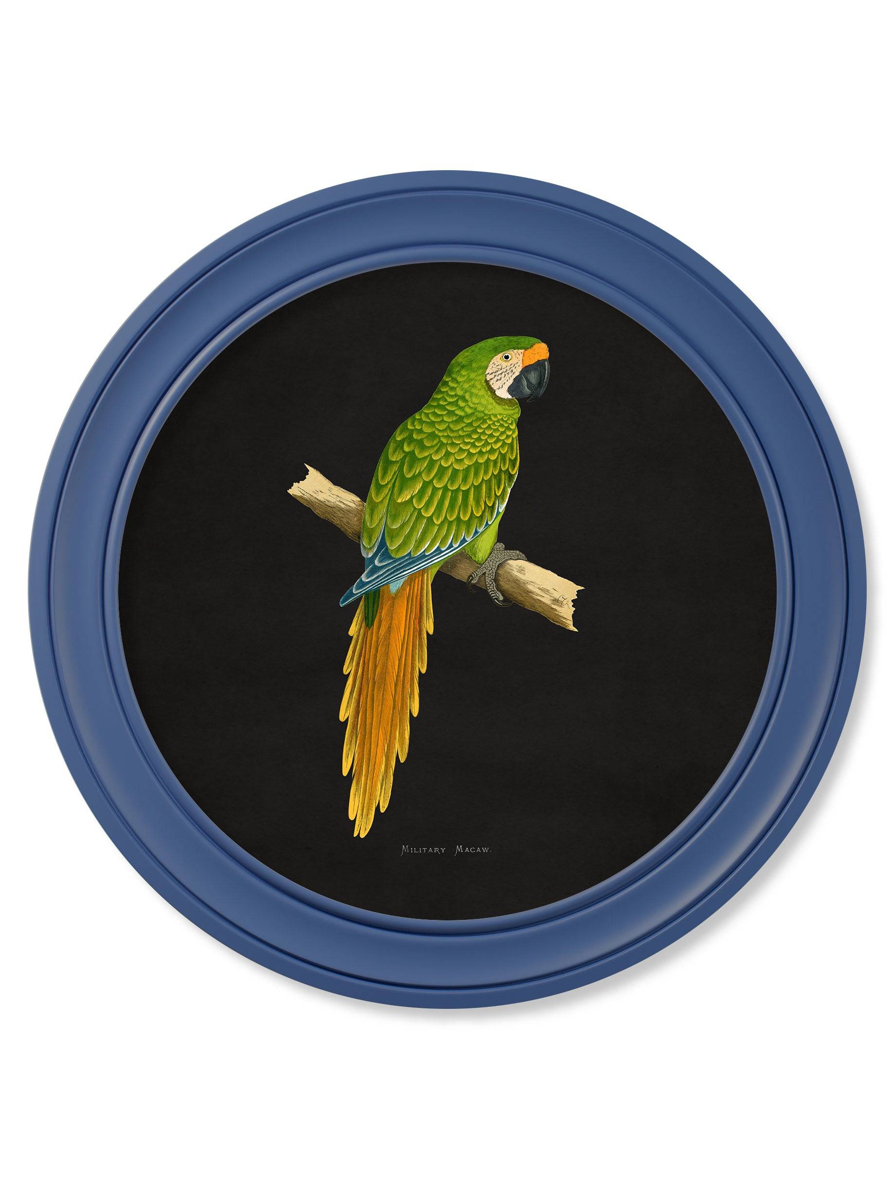 C.1884 Collection of Macaws in Round Frames Blue - Blythe Living