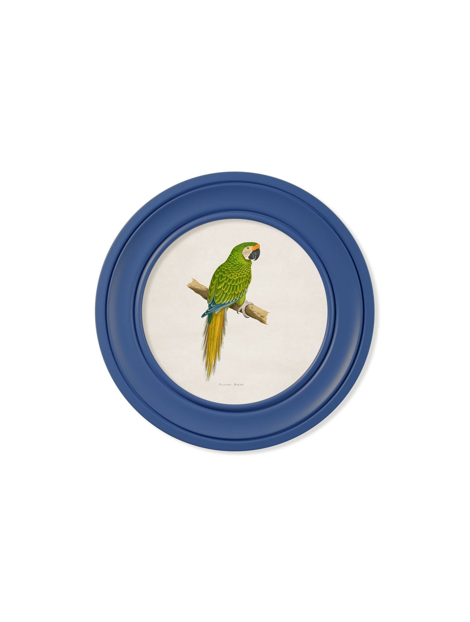 C.1884 Collection of Macaws in Round Frames Blue - Blythe Living