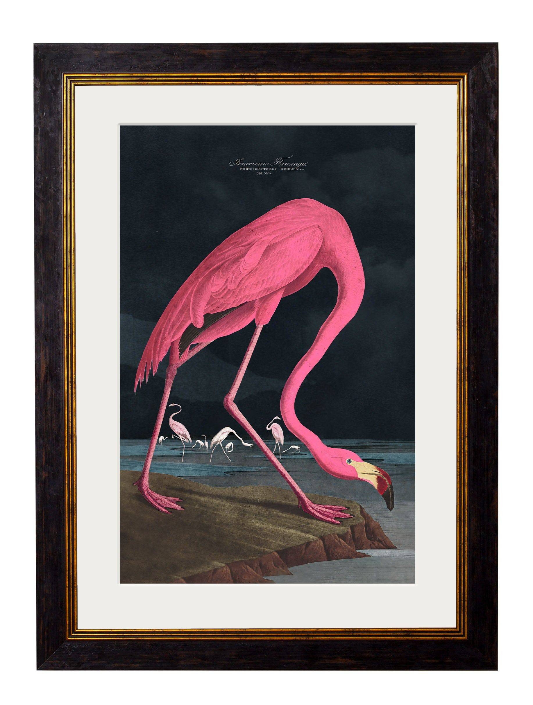 c.1838 Audubon's Flamingo - Dark - Blythe Living