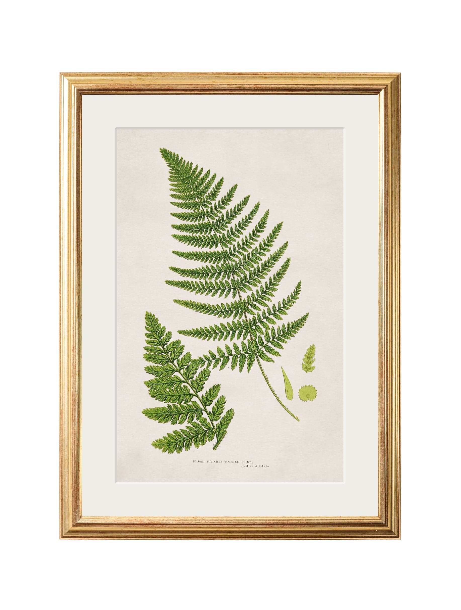 Online Collection of 6 Ferns