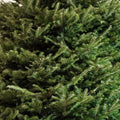 Online Real Norway Spruce Christmas Tree for Sale 