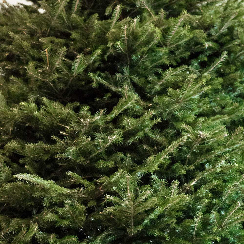 Online Real Norway Spruce Christmas Tree for Sale 