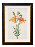 c.1780 Flowering Plants - Blythe Living