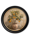 Mediterranean Orange Tree - Oxford Round Frame - Blythe Living