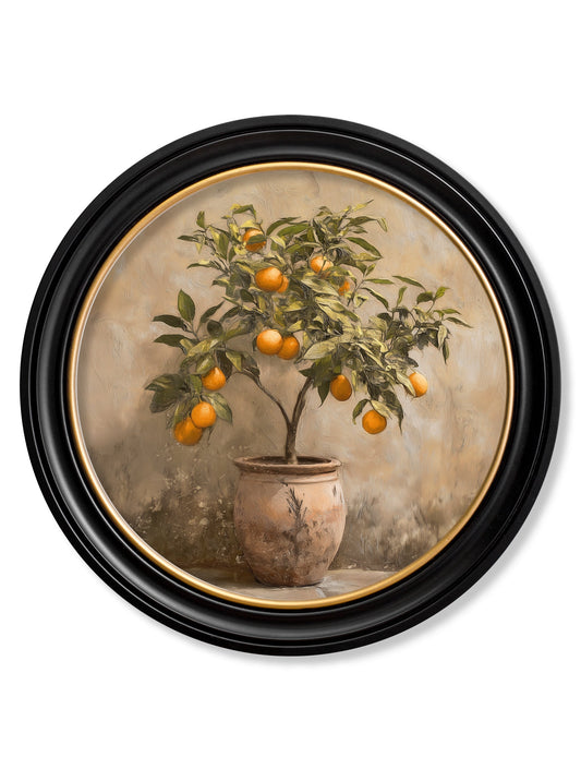 Mediterranean Orange Tree - Oxford Round Frame - Blythe Living