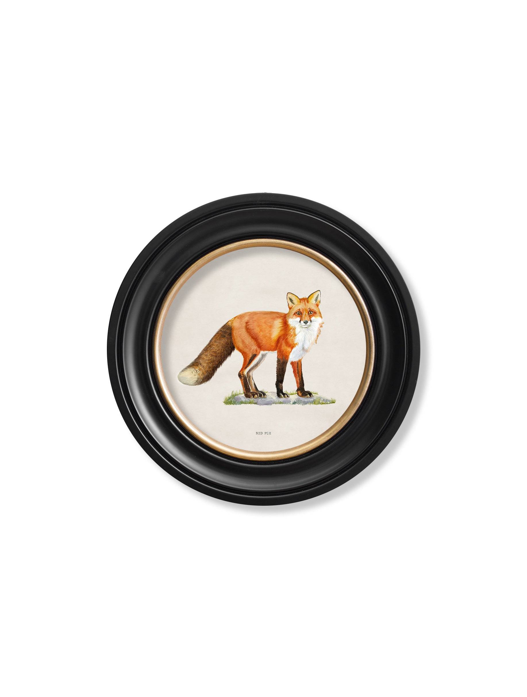 Order 19th-century British fox print Blythe Living
