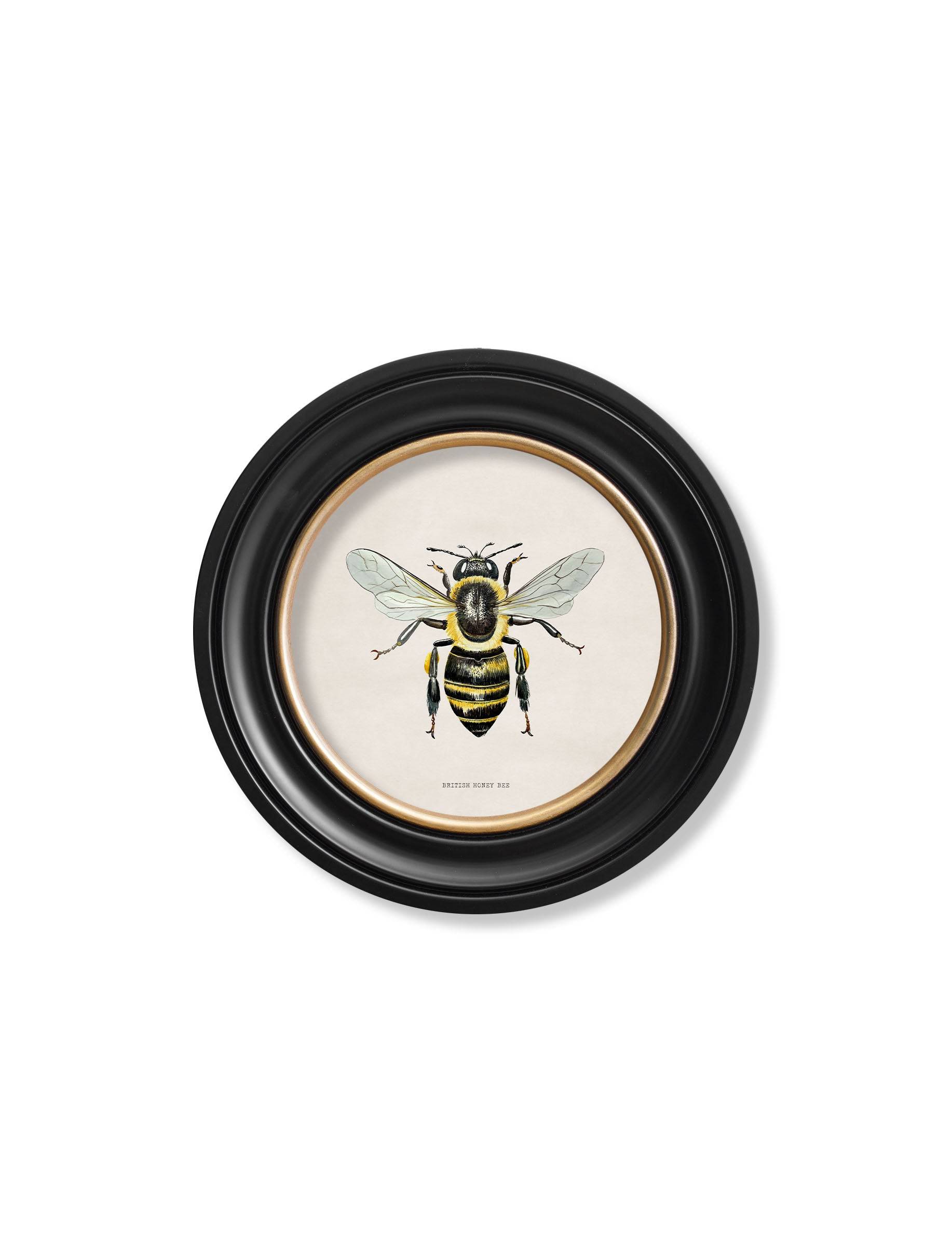 Order 19th-century honey bee scientific prints Blythe Living