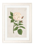 Order 19th century rose botanical wall art free UK delivery
