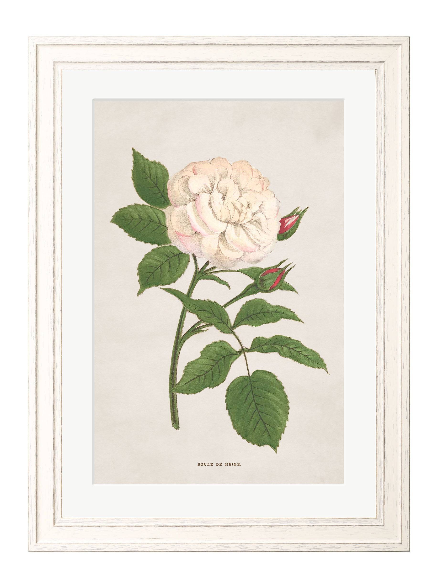 Order 19th century rose botanical wall art free UK delivery
