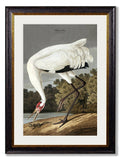 Order Audubon's Hooping Crane antique bird art online
